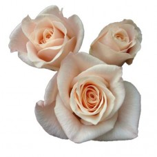 Sweetheart Roses - Medeo